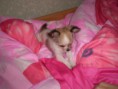 /album/fotogaleria2/januar-2011-048-jpg/